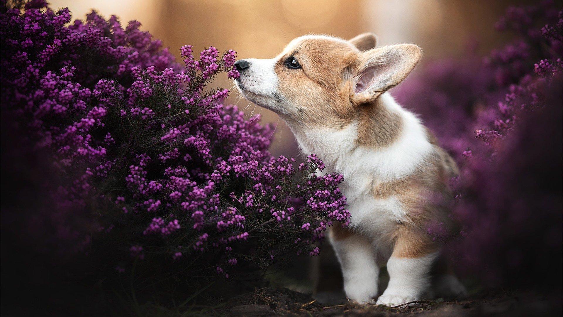 “未来已来:自动驾驶赛车引领新潮流”,自动驾驶塑未来