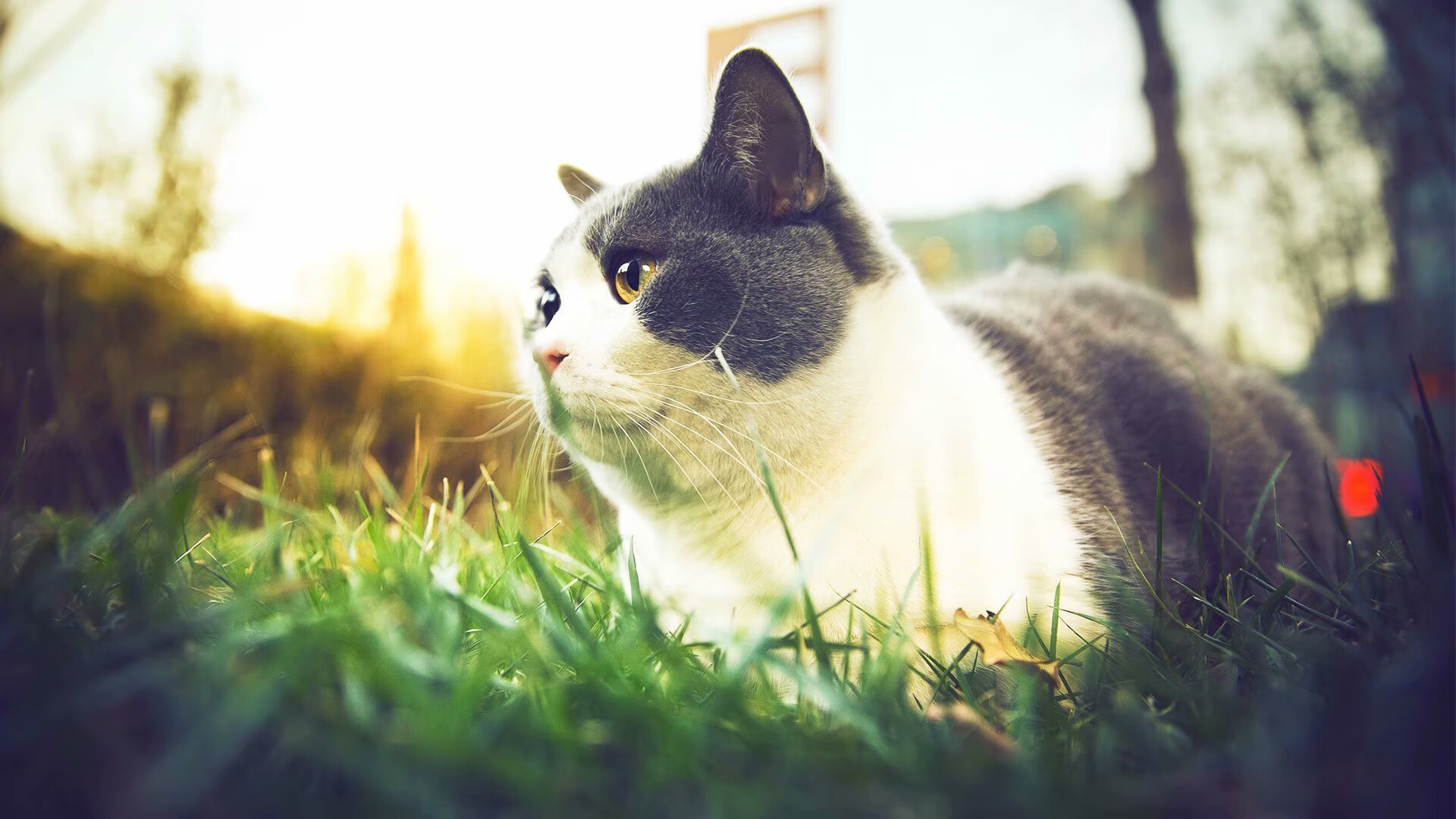 “超越极限:车手在赛场上的血脉喷张瞬间”,超越赛车2006视频