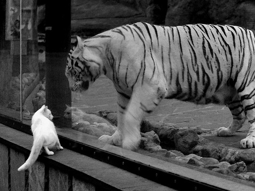 【球队潜力盘点】哪些球队有望冲击冠军?,哪些球队厉害