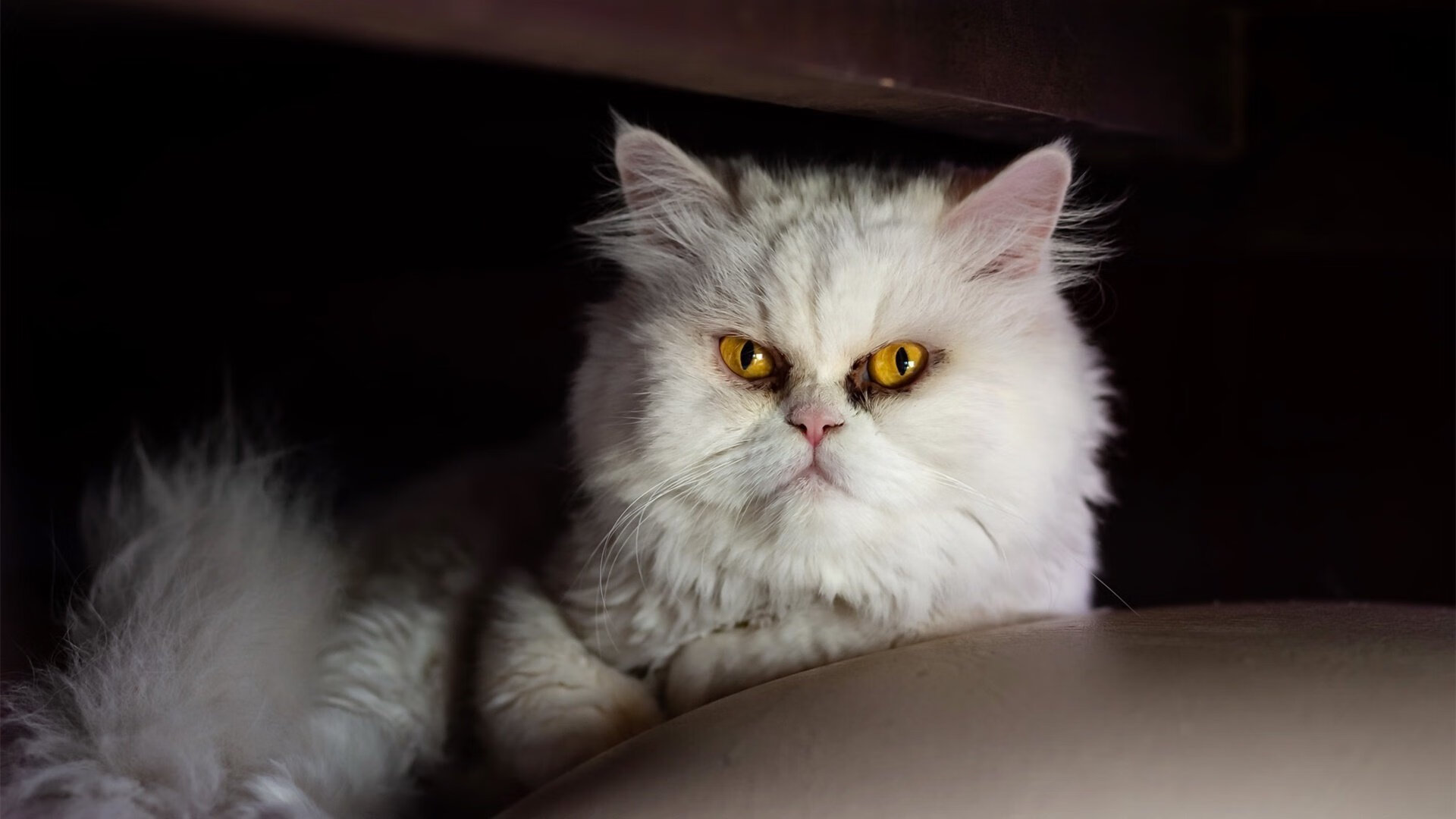 传统与创新:联盟中最具传承精神的球队故事