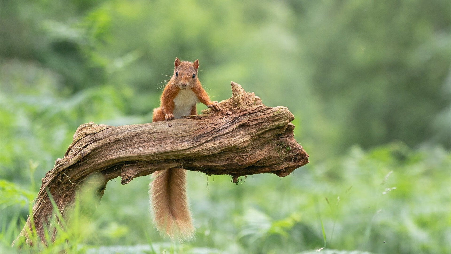 传统与创新:联盟中最具传承精神的球队故事