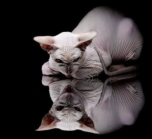 凯尔特人社区篮球公益项目“绿意计划”正式启动,绿色凯尔特人球衣