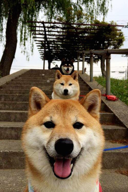 守望先锋 战队新阵容成形，守望先锋最强战队2020