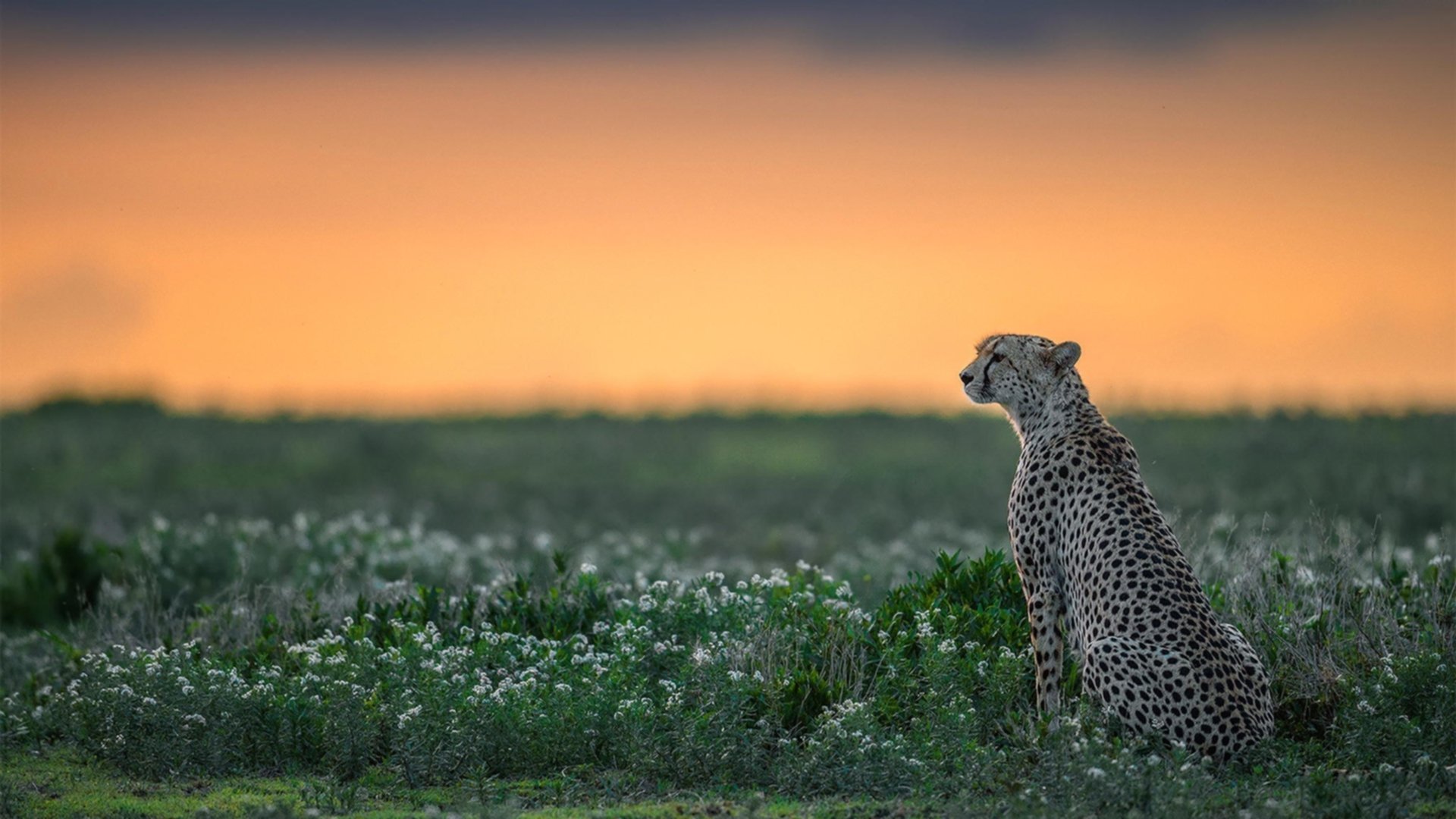 -意甲洗牌，传统豪门面临巨大压力，意甲img