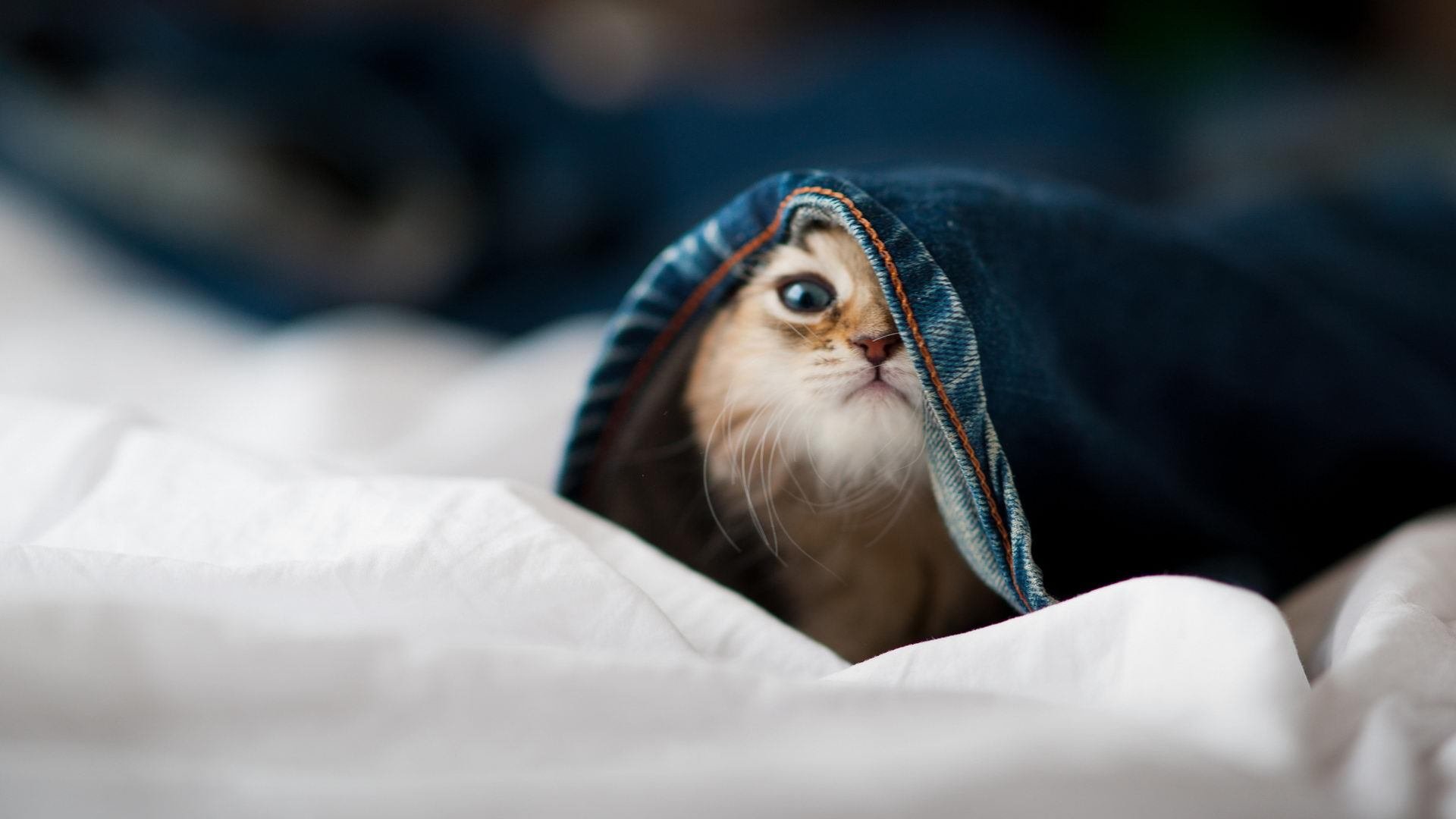 明日方舟“未来守护”线下决赛点燃全场,明日方舟w还有机会