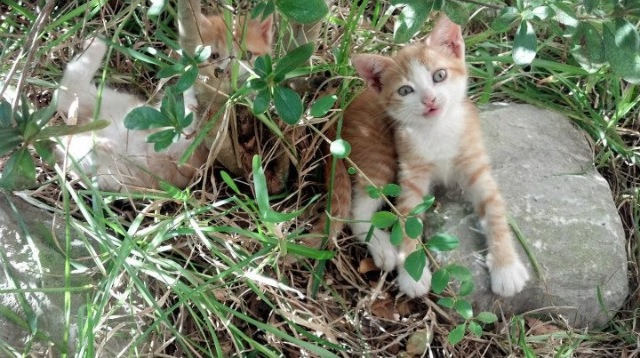 九游-兹韦勒逼平卡昂，胜利主场难求连续不胜，兹维列夫决赛