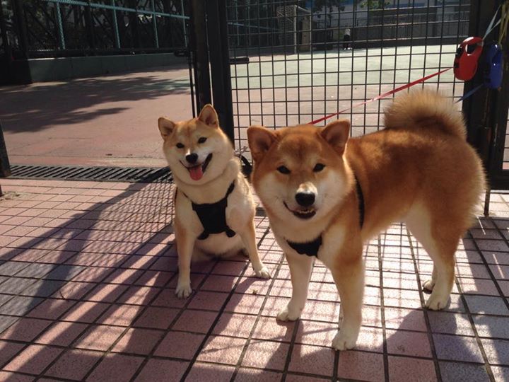 冰岛国家队备战欧洲杯预选赛,积极备战,冰岛足球队 欧洲杯