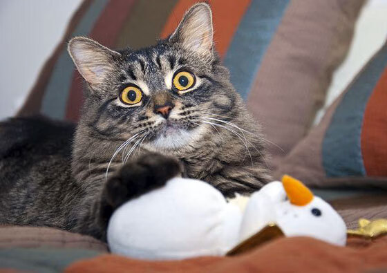 北京烈火再度战胜上海浦东队，喜迎连胜，北京队打败了上海队获得了冠军