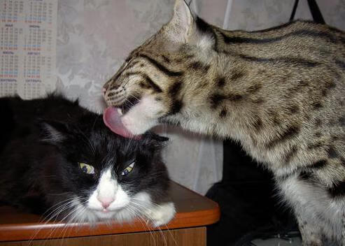 沃特福德客场惨败,保级形势严峻,沃特福德vs