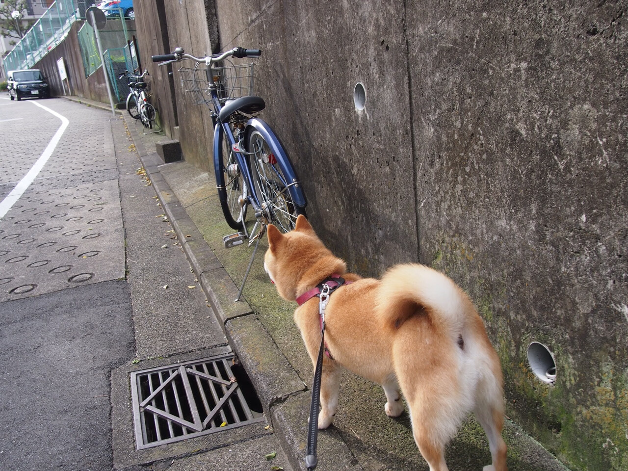 逆转滑雪项目中国队集体晋级决赛,滑雪大回转比赛
