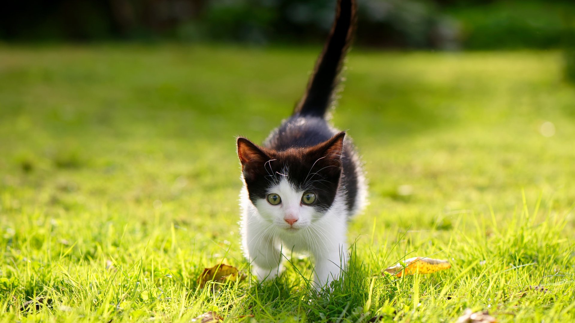 NBA赛季助攻效率提升策略，nba赛季助攻效率提升策略有哪些