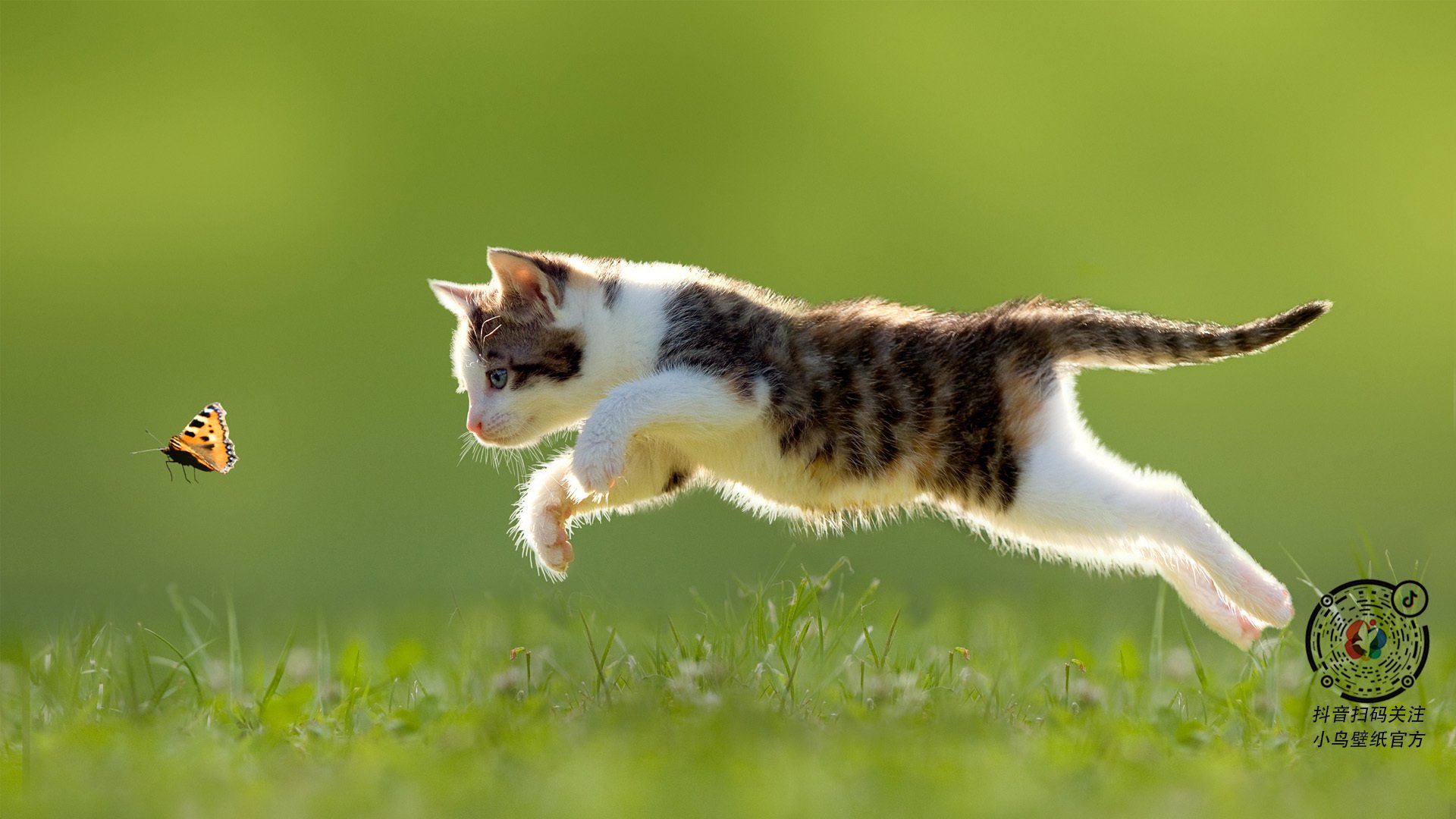 中国篮球职业联赛俱乐部财务管理及风险控制，篮球俱乐部企业组织结构图