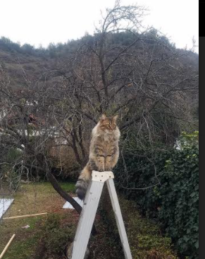 智能体育装备数据分析及应用研究，体育智能产品