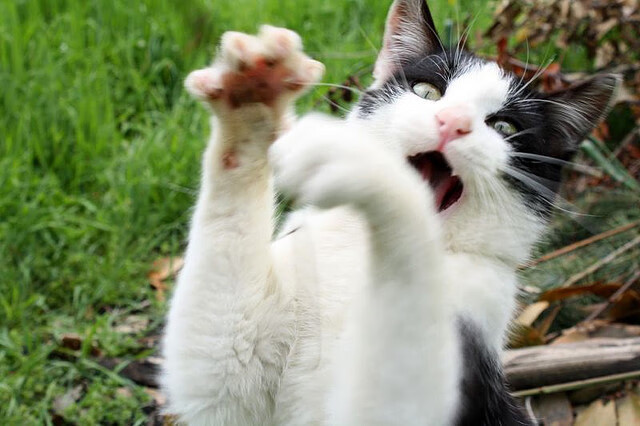 俱乐部战术风格缺乏鲜明识别度，俱乐部型组织