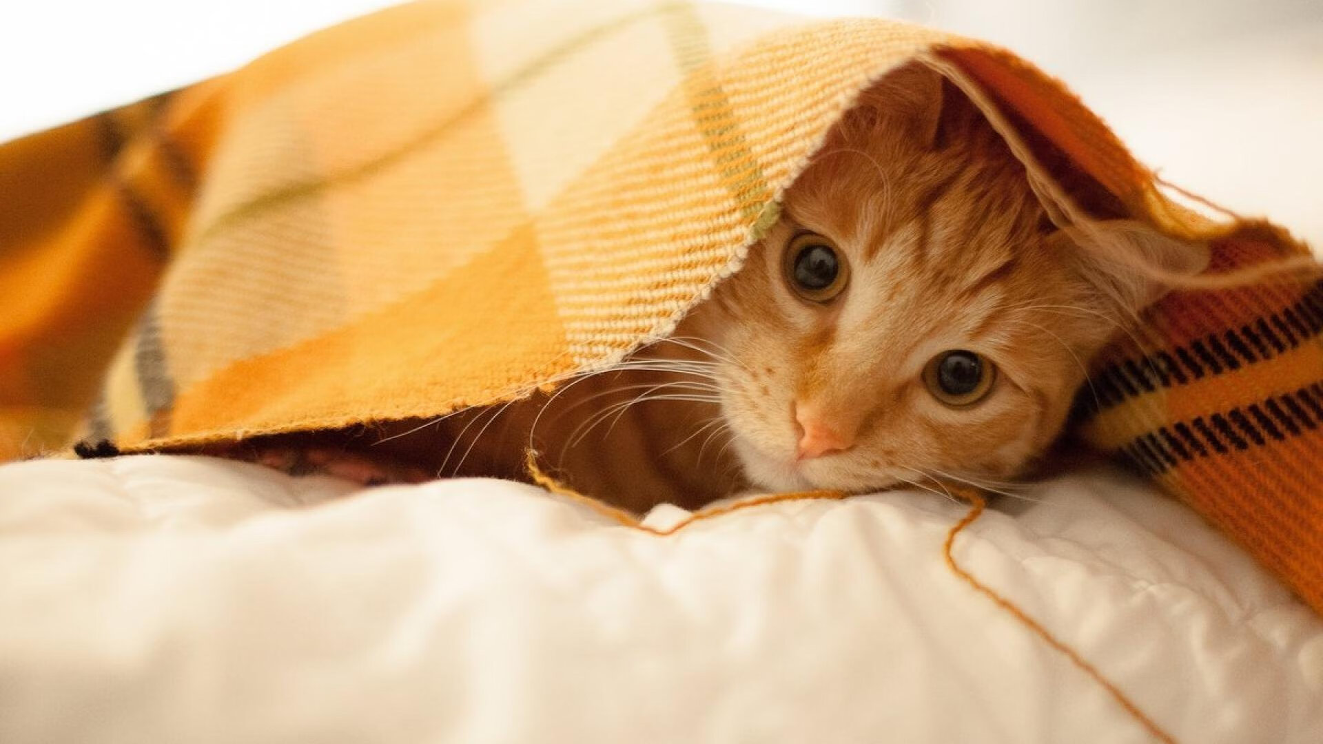 张镇麟隔扣引爆全场被誉为下一个希望之星，张镇麟隔扣外援