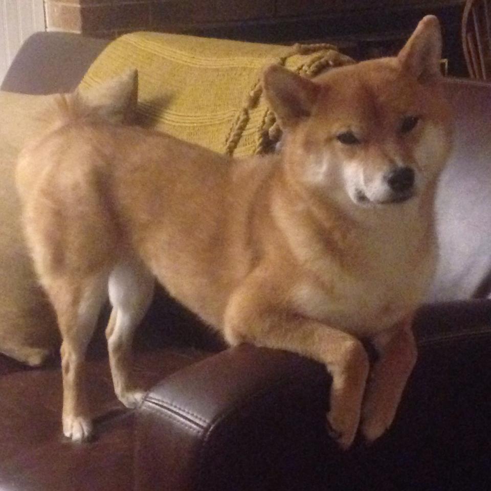 节奏控制是否能成为新型组织核心标准,节奏控制得恰到好处