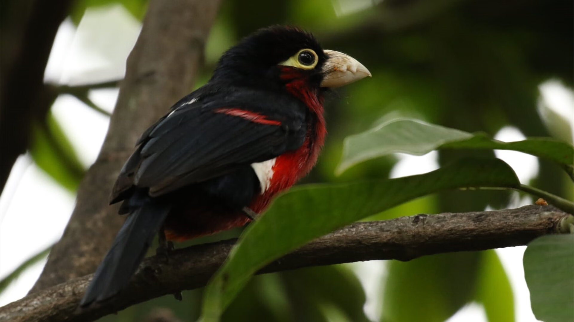 米切尔谈团队防守改变球队气质，米切尔实战